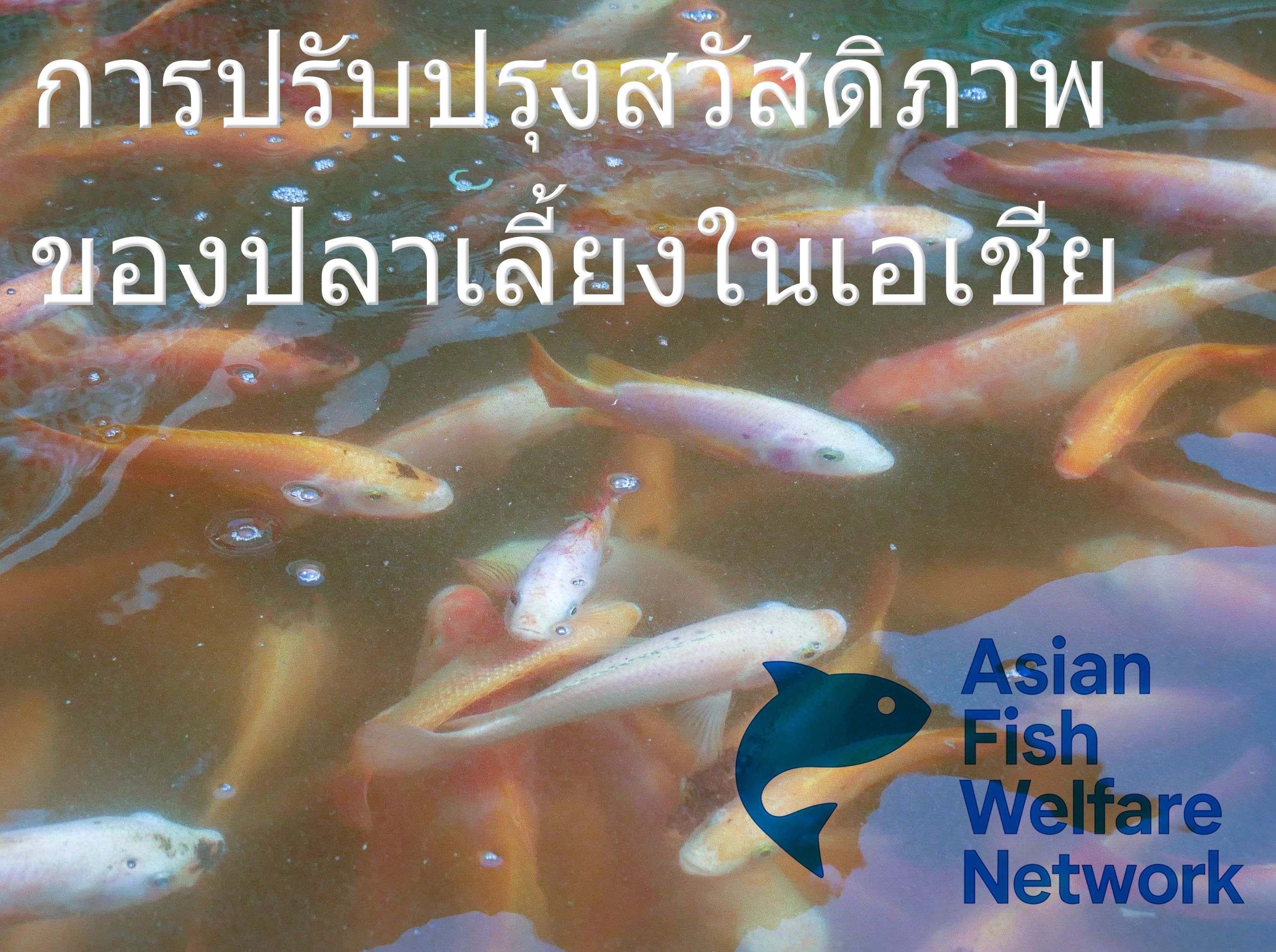 การปรับปรุงสวัสดิภาพของปลาเลี้ยงในเอเชีย (Improving Farmed Fish Welfare in Asia)