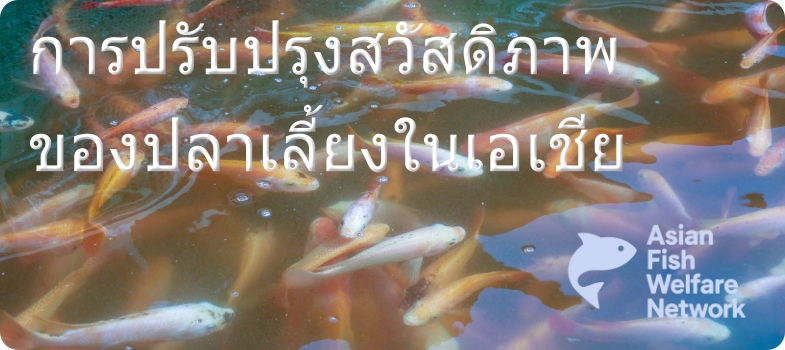 การปรับปรุงสวัสดิภาพของปลาเลี้ยงในเอเชีย (Improving Farmed Fish Welfare in Asia)