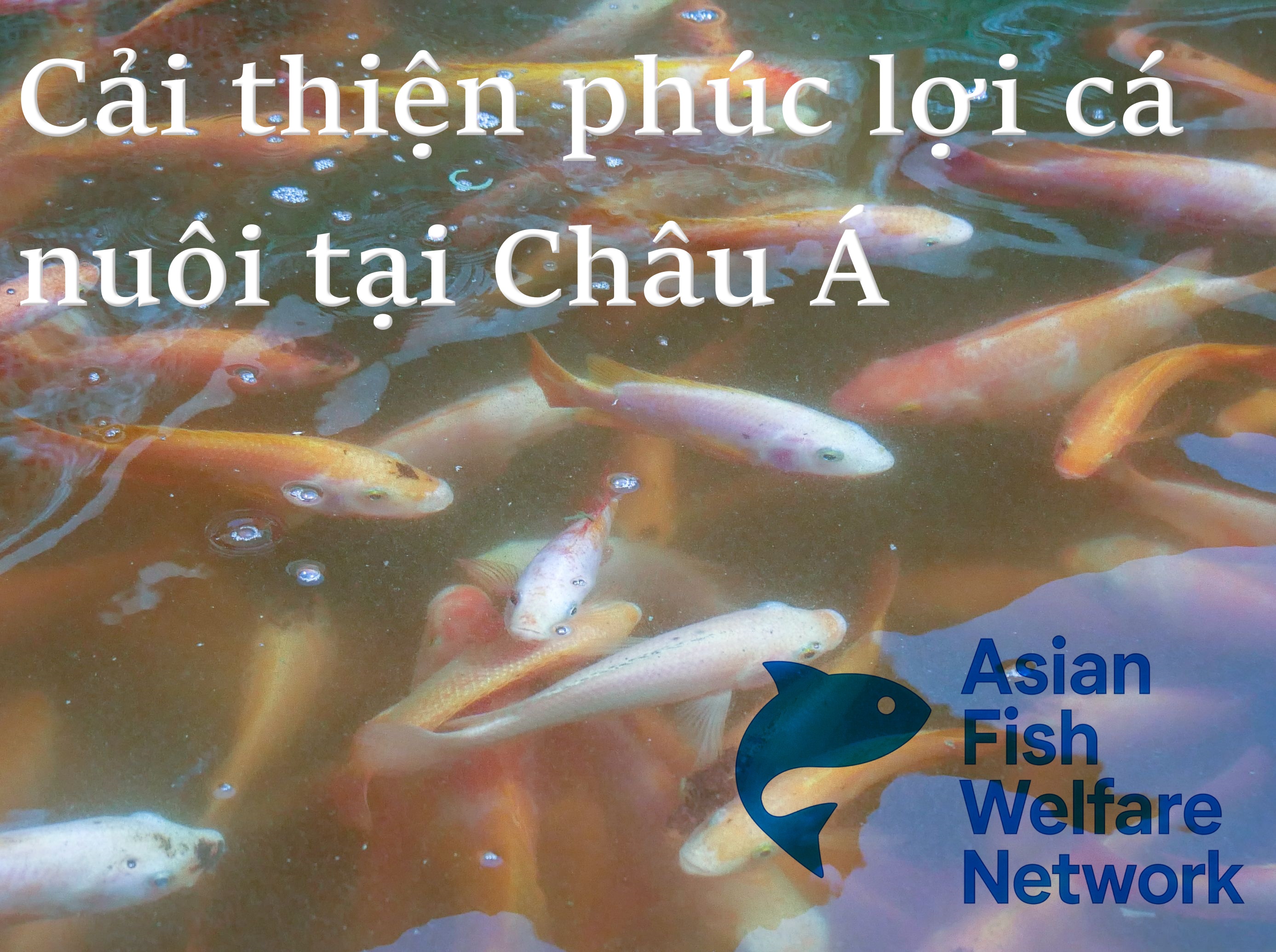 Cải thiện phúc lợi cá nuôi tại Châu Á (Improving Farmed Fish Welfare in Asia)