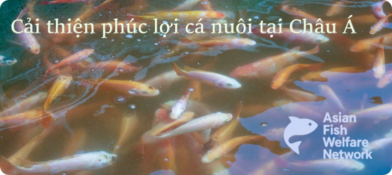 Cải thiện phúc lợi cá nuôi tại Châu Á (Improving Farmed Fish Welfare in Asia)