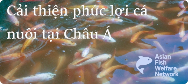 Cải thiện phúc lợi cá nuôi tại Châu Á (Improving Farmed Fish Welfare in Asia)