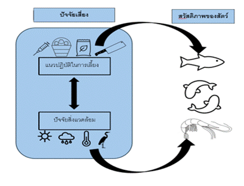 The diagram shows risk factors on the left and animal welfare on the right. Animal welfare is represented simply by outlines of fish and shrimp. The risk factors have icons. The top group represent husbandry practices and have icons representing feed, transport, health and slaughter. The lower group represent environmental factors and include sun, rain, temperature and predators. A double ended arrow shows linkages between husbandry practices and environmental factors. Further arrows link the husbandry practices and the environmental factors animal welfare