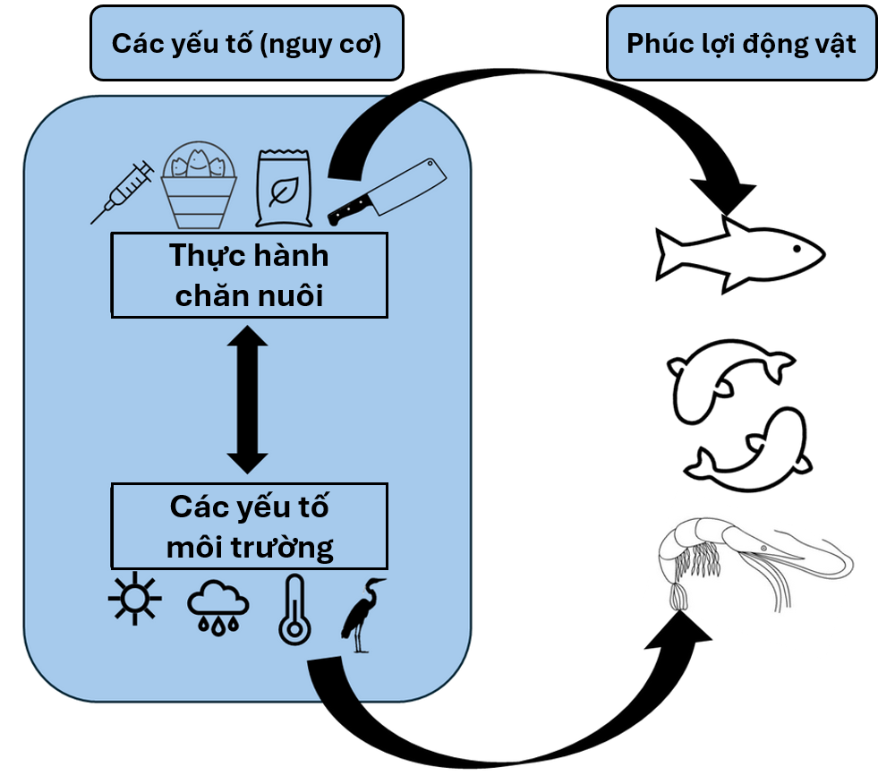 Sơ đồ minh họa mối quan hệ giữa các yếu tố nguy cơ và phúc lợi động vật thủy sản. Các yếu tố nguy cơ ở bên trái được chia thành hai nhóm: thực hành quản lý/chăn nuôi (bao gồm thức ăn, vận chuyển, sức khỏe và thu hoạch/giết mổ) và các yếu tố môi trường (bao gồm ánh nắng, mưa, nhiệt độ và các loài săn mồi). Mũi tên hai chiều thể hiện sự tương tác giữa hai nhóm yếu tố này, trong khi các mũi tên khác cho thấy cả hai đều có ảnh hưởng trực tiếp đến phúc lợi của cá và tôm được minh họa ở phía bên phải.