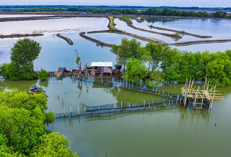 Ảnh chụp từ trên cao các ao nuôi nước lợ quy mô lớn ở Đông Nam Á, với rừng ngập mặn và các cấu trúc lưới quây dùng để nuôi cá hoặc tôm.