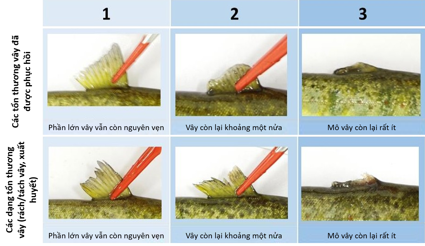 Hình gồm sáu ảnh tổn thương vây lưng, được sắp xếp thành hai hàng và ba cột. Các cột được đánh số 1, 2 và 3, tương ứng với điểm phúc lợi, trong đó:

Điểm 1: mức tổn thương thấp nhất.
Điểm 3: mức tổn thương nghiêm trọng nhất.

Hàng trên minh họa các mức độ khác nhau của tổn thương đang hồi phục (healed fin damage):

Cột 1: Phần lớn vây vẫn còn nguyên.
Cột 2: Khoảng một nửa vây còn lại.
Cột 3: Chỉ còn lại rất ít phần vây.

Hàng dưới minh họa các ví dụ về tổn thương đang hoạt động, bao gồm hiện tượng rách, tách vây hoặc xuất huyết:

Cột 1: Phần lớn vây vẫn còn nguyên.
Cột 2: Khoảng một nửa vây còn lại.
Cột 3: Vây bị bào mòn gần như hoàn toàn.