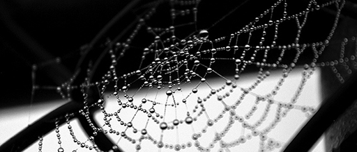 Spider‘s web