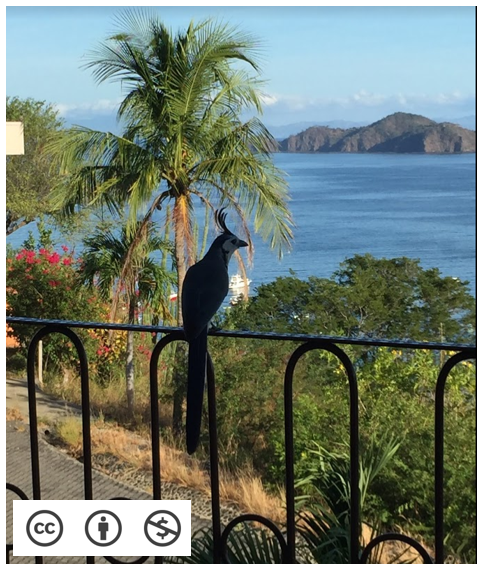 bird in Costa Rica