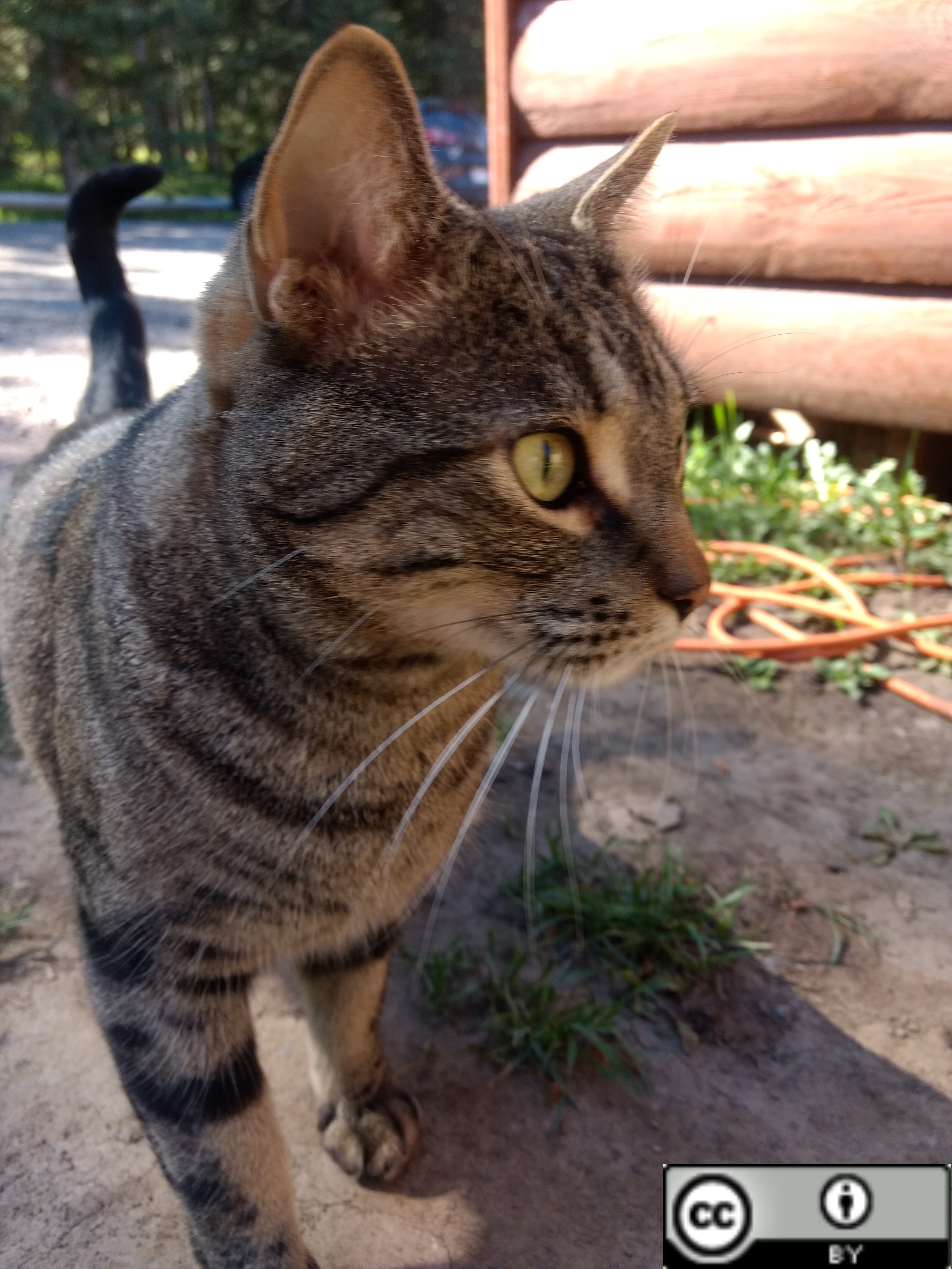 a cat, cc by