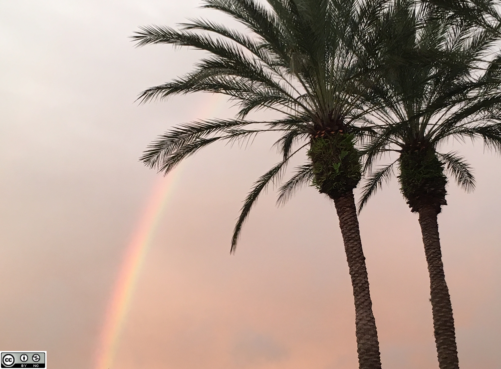 rainbow in the palm trees at sunset
