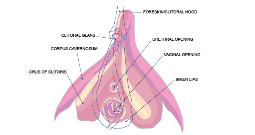 A diagram of the clitoris, including the parts which are hidden below the skin, with all the parts labelled with their anatomical terms.