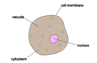 OLCreate: TESSA_GHA Module 1: Secondary Science - Biology: Resource 1:  Background information on cells