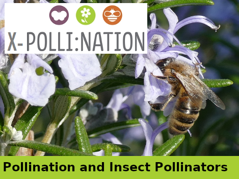 Pollination and Insect Pollinators