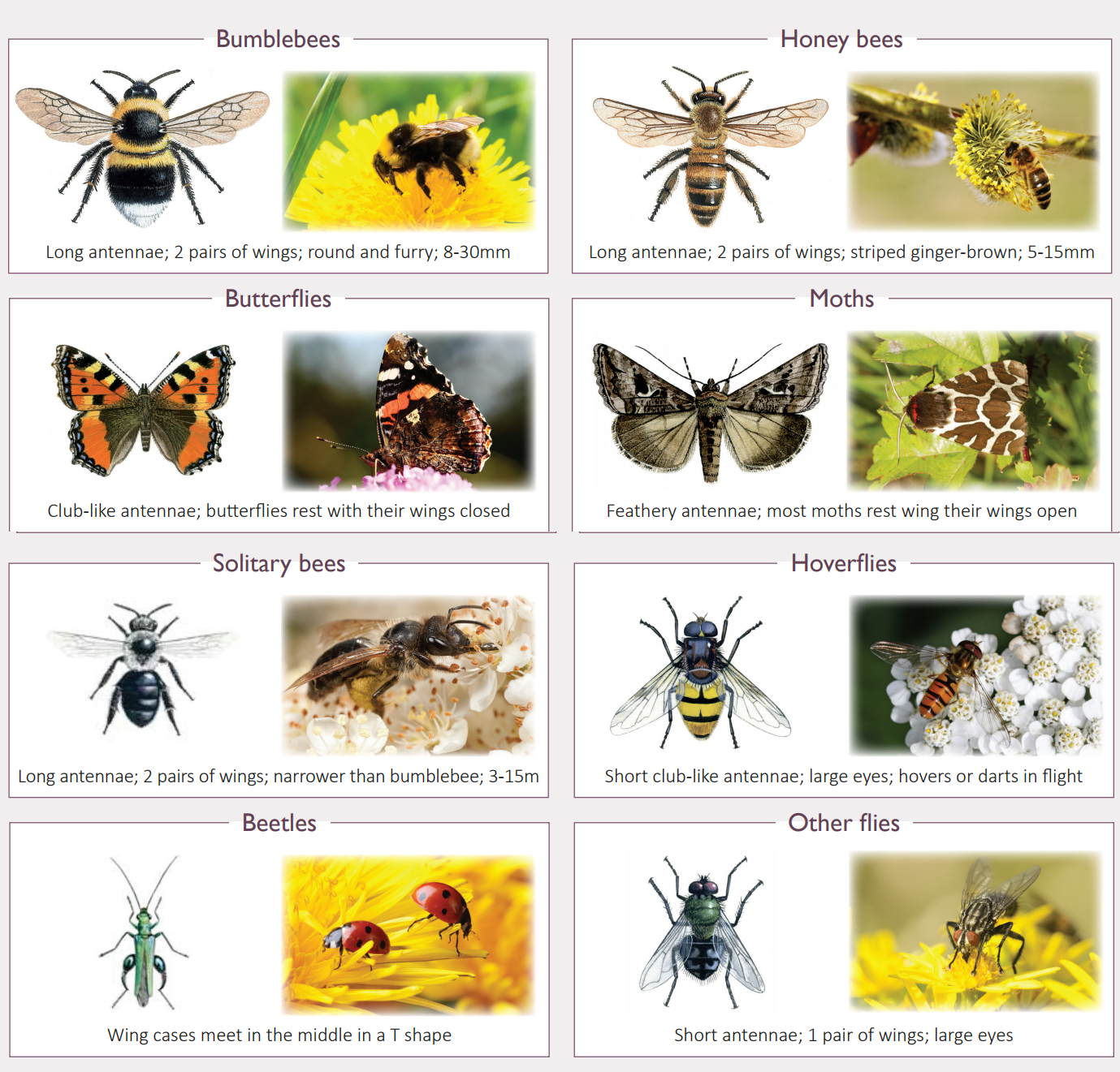 Main groups of UK pollinators and how to distinguish them