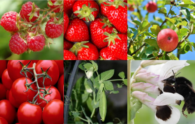 fruits and vegetables that are pollinated by insects