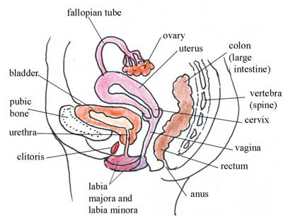 Half section of the pelvic cavity showing the female reproductive organs