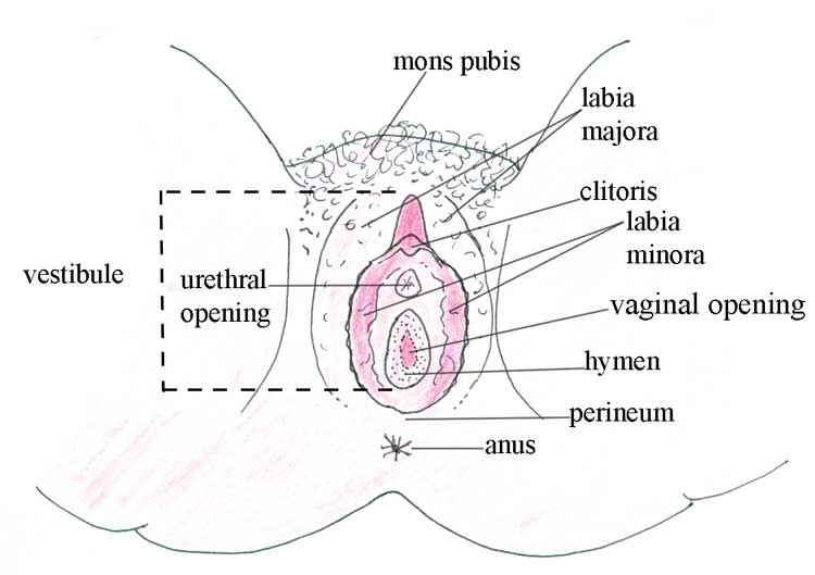 The external female genitalia (or vulva)