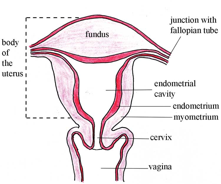 Structure of the empty uterus, showing the four main regions