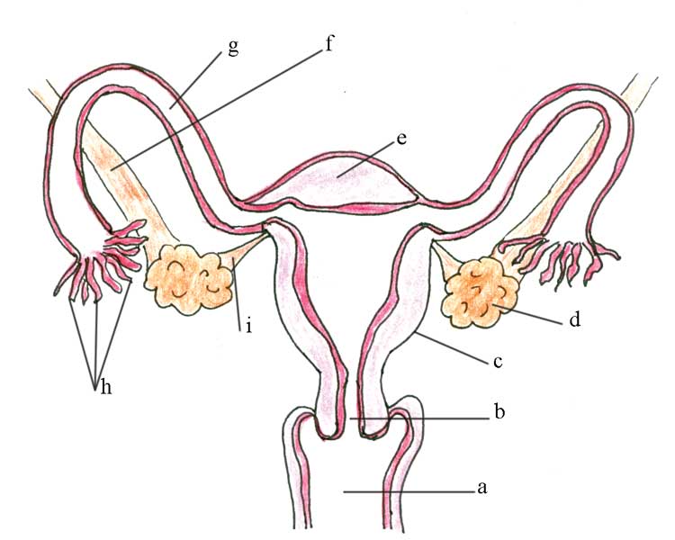 An unlabeled diagram of the internal female reproductive organs