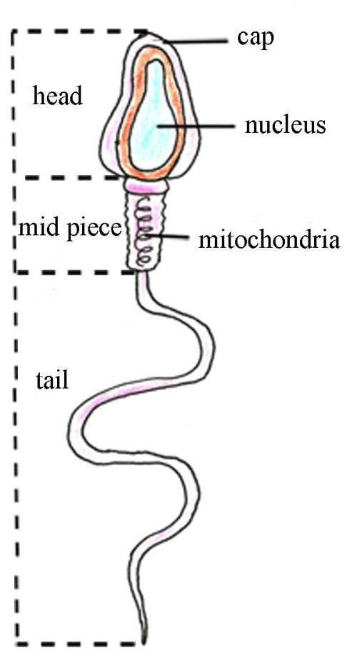 The structure of a sperm, the male sex cell