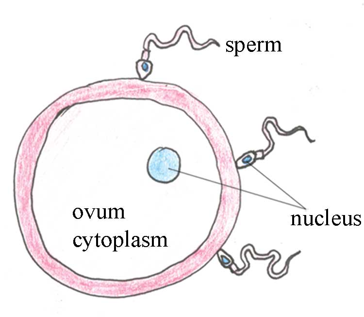 Fertilisation of a human ovum