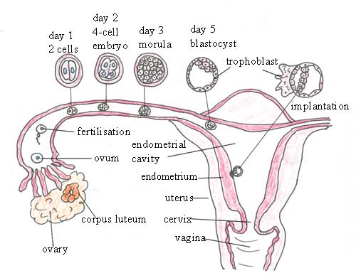 The sequence of fertilisation and implantation in the human female reproductive system