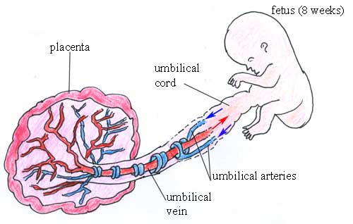 The fetal and placental circulation