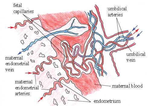 Placental circulation, showing the fetal capillaries bathed in blood from the maternal circulation