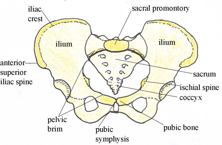 The bones of the female pelvis