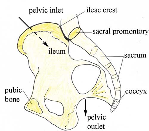 The pelvic canal seen from the side, with the body facing to the left
