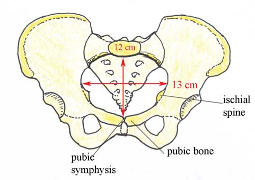 Diameters of the pelvic inlet, viewed from above