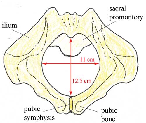 Diameters of the pelvic outlet, viewed from below