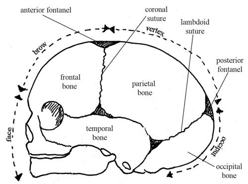 Bones of the fetal skull — side view facing left