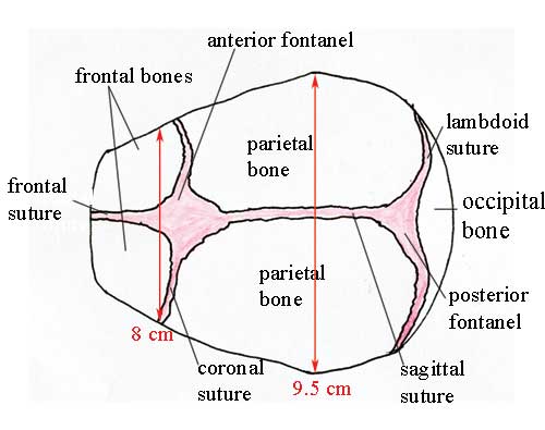 Regions and landmarks in the fetal skull facing to the left, as seen from above