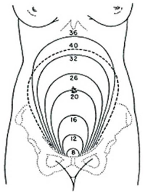 Height of the uterus at various weeks of pregnancy
