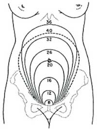 Height of the uterus at various weeks of pregnancy