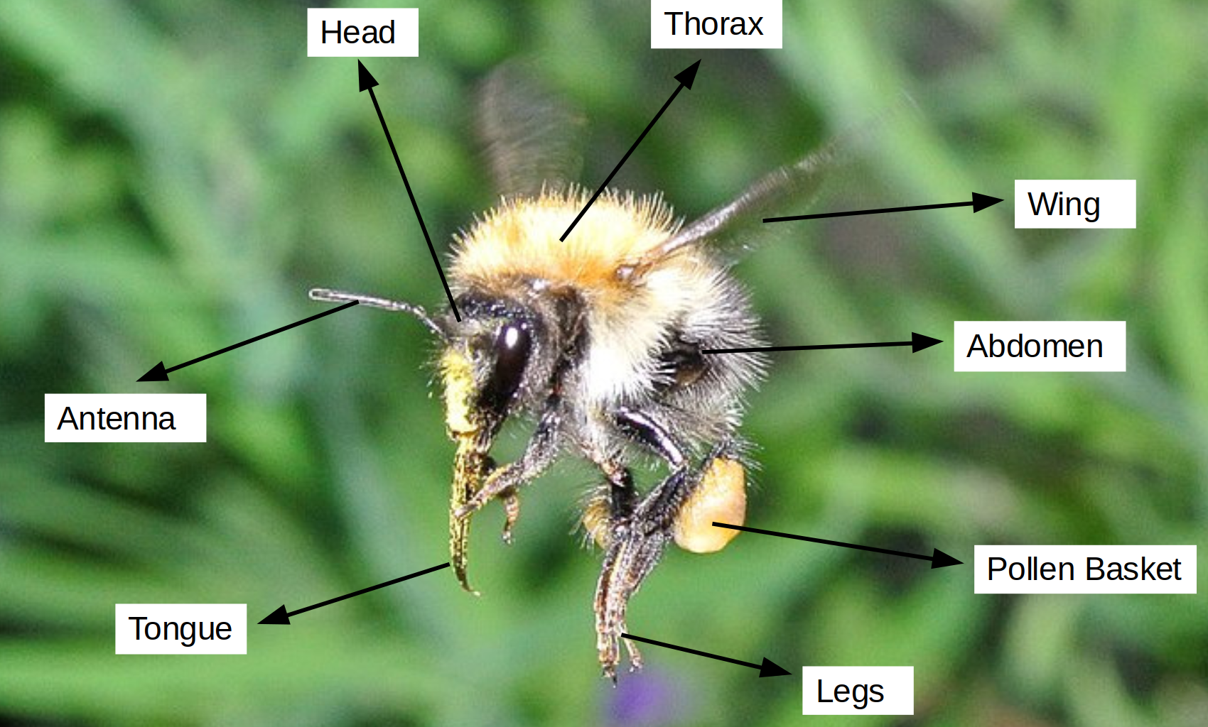 Bumblebee Anatomy