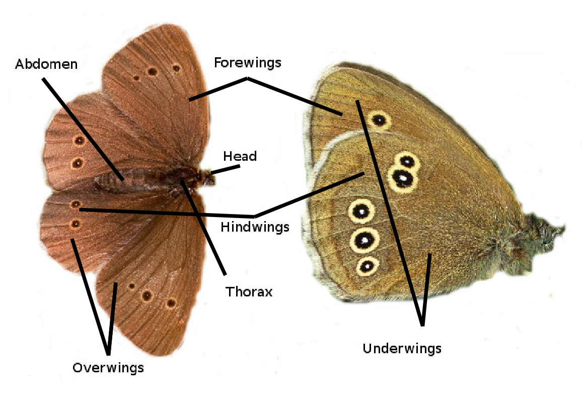Butterfly Anatomy