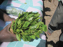 Person holding khat