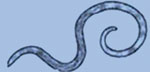An ascari worm.