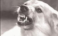A dog snarling and baring its teeth.