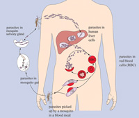 Life cycle of the malaria parasite shown on the human body.