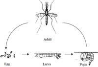 Life cycle of the malaria vector mosquitoes.