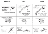 A table showing the distinguishing features of anopheline mosquitoes (potential malaria vectors) and culicine and aedes mosquitoes (which don’t transmit malaria).