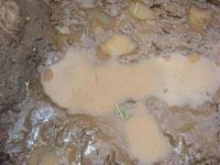 A muddy puddle of rainwater.