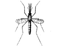 The Anopheles mosquito.