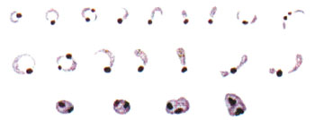 Developmental stages of malaria parasites.