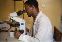 Malaria parasites being viewed under a microscope.