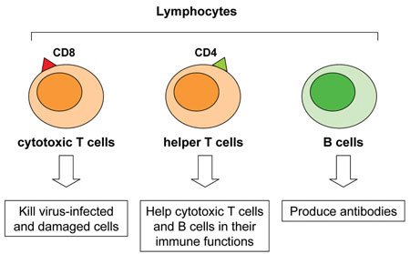 A Diagram showing the three types of lymphocytes involved in the immune response against infectious agents in the human body.