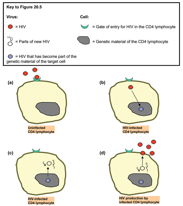 The life cycle of HIV.