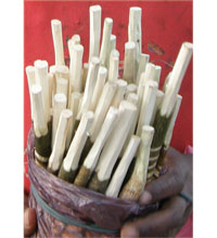 A pot holding local tooth cleaning picks.